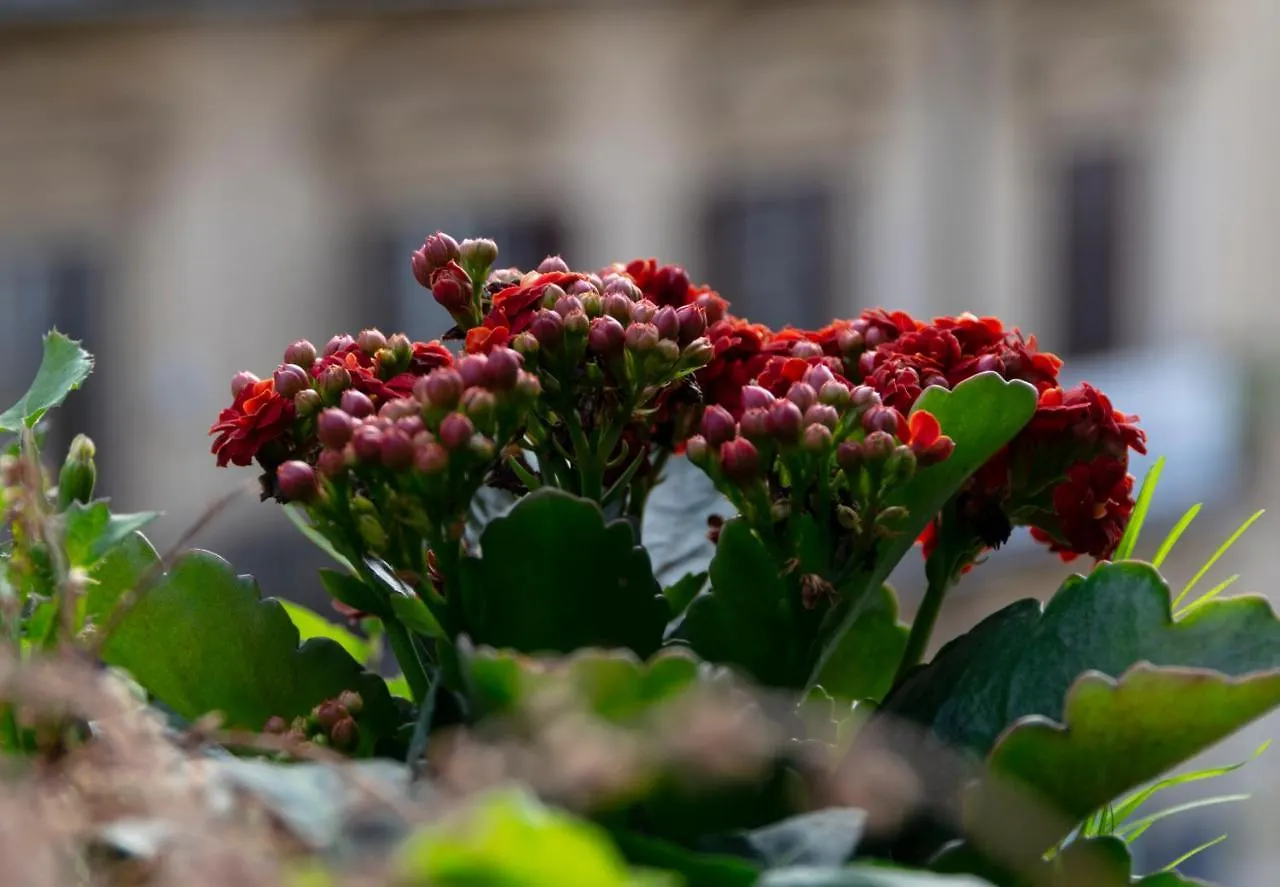 Principe Di Belmonte Bed & Breakfast Palermo